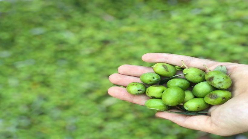 Güllü Konakları’nda zeytin hasadı