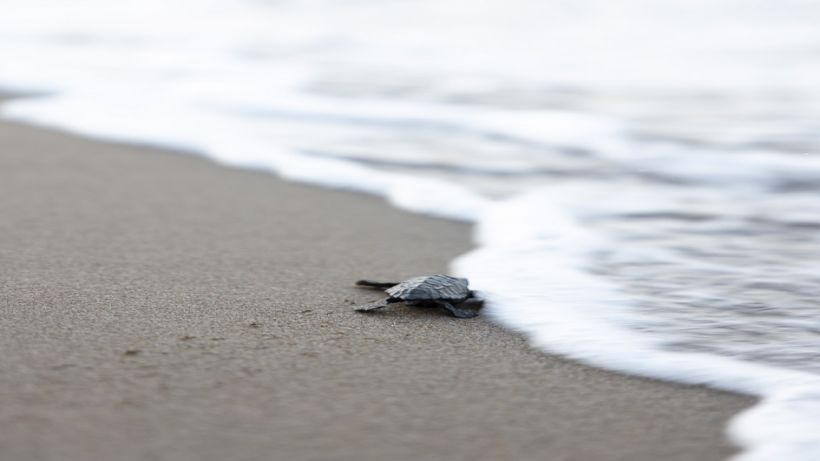 Indigo Turtles projesi ile Caretta Caretta’ları Akdeniz’le buluşturuluyor