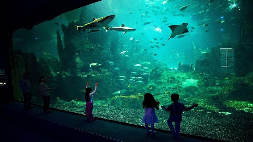 İstanbul Akvaryum’dan Tüm Çocuklara Karne Hediyesi!