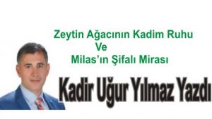 Zeytin Ağacının Kadim Ruhu ve Milas’ın Şifalı Mirası