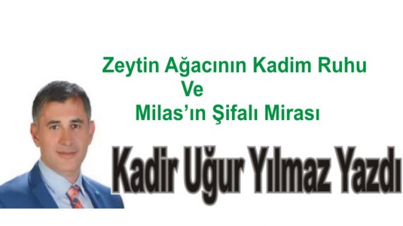 Zeytin Ağacının Kadim Ruhu ve Milas’ın Şifalı Mirası